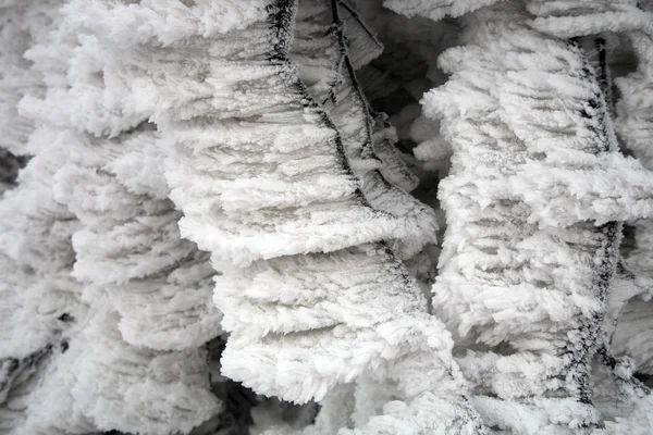 Motif Givré Glacé Sur Arbre Texture Rime Dans Nature Par — Photo