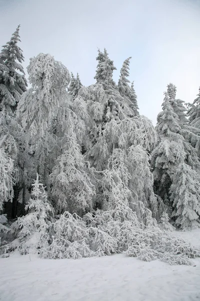 Majestosos Abetos Brancos Cobertos Neve Cena Invernal Pitoresca Parque Nacional — Fotografia de Stock