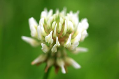 Yonca beyaz çiçek. Alan bal bitki. Nektar kaynağı çiçek.