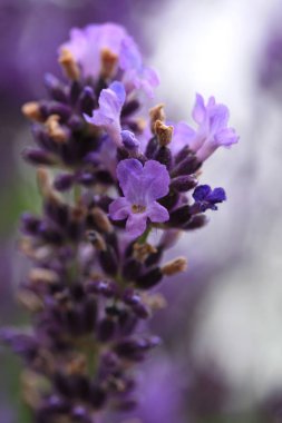 Makro mor lavanta çiçeği. Microcosmos rustik, ev, çevre dostu Bahçe.