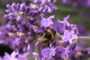 Arı çiçek, makro. Eko lavanta Tozlaşmayı yaban-arısı (Bombus), rustik, ev Bahçe.