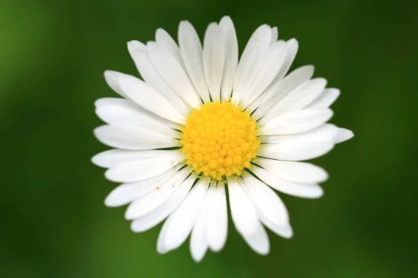 Daisy Flower Head Focus Base Petals Lawn Eco Home Garden — Stock Photo, Image