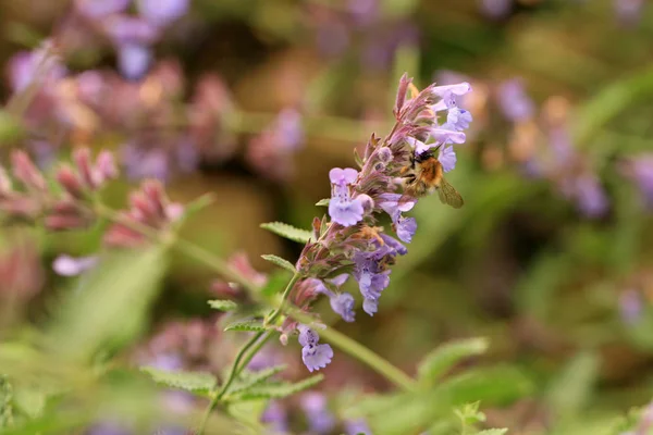 Catnip Flor Violeta Ecofriendly Jardim Caseiro Rústico Fonte Néctar Planta — Fotografia de Stock