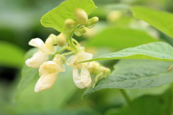 Flor Blanca Frijol Enano Jardín Casero Del País Ecofriendly — Foto de Stock