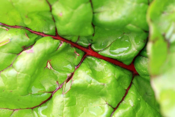 Hoja Remolacha Con Fotografía Maco Ver Estructura Hoja — Foto de Stock