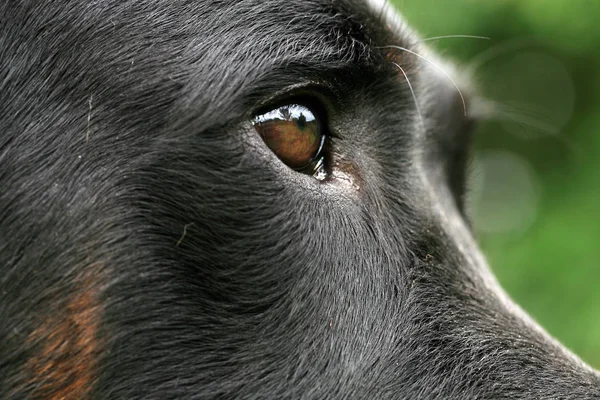 Eye dogs with reflection. Animal visual perception, macro photography.