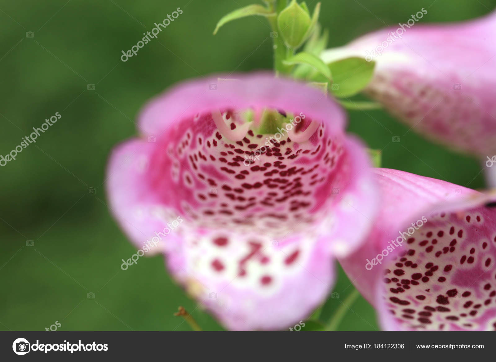 interior blooming digitalis healing plant country rustic garden foxglove pink stock photo