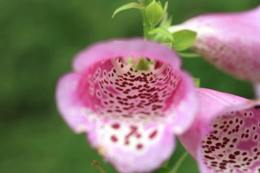 Çiçek açan bir yüksük otu iç. Bir ülke, rustik bahçe bitki şifa. Foxglove'nın pembe çiçek çiçek açan, Digitalis purpurea.
