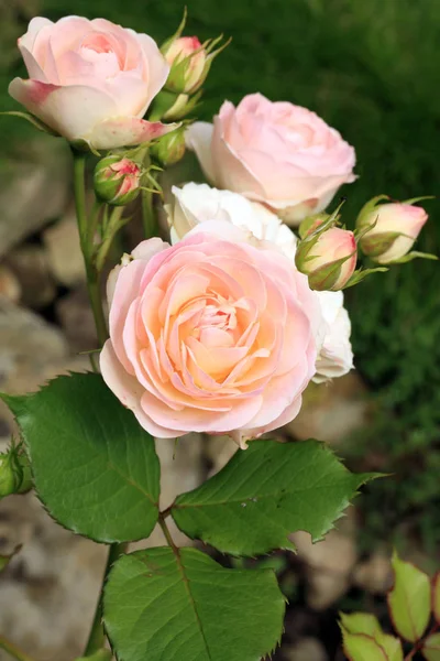 Kwiat Kremowy Kolor Gruss Aachen Róża Zwany Także Willow Glen — Zdjęcie stockowe