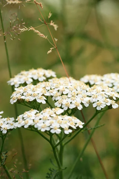 Yarrow Común Planta Herbácea Silvestre Creciente Hierbas Naturaleza —  Fotos de Stock