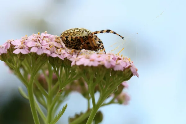 Egy Kis Pók Egy Virágot Spinning Pókháló Nyári Rét Microworld — Stock Fotó
