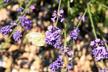 Çiçeğin üzerinde kelebek kelebeği, makro. Pieris sutyen tozlaştırıcı lavanta eko, kırsal, ev bahçesi. Arı dostu bahçe..