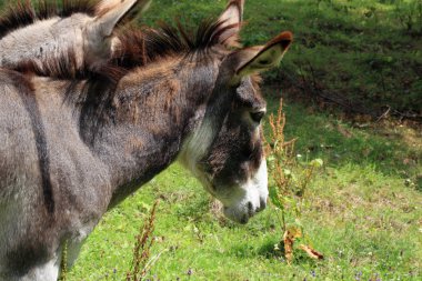Çiftlik Polonya ıslahı üzerinde eşek sürüsü
