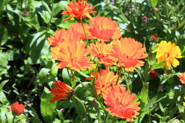Magical Marigold Flowers Backlit Back Sunshine Herbs Home Rural Garden — Stock Photo, Image