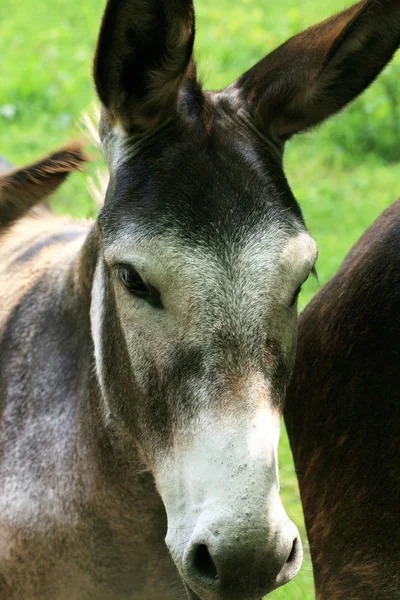 Herd Donkeys Breeding Farm Poland — Stock Photo, Image