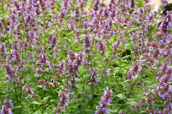 Catnip Flor Violeta Ecofriendly Jardim Caseiro Rústico Fonte Néctar Planta — Fotografia de Stock