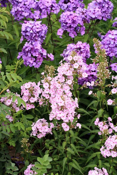 Beutiful Menekşe Phlox Çiçekler Bir Çok Yıllık Bahçe Böcekler Arılar — Stok fotoğraf