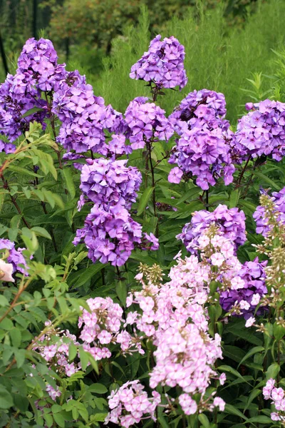 Krásnou Květy Fialové Phloxe Byliny Domácí Trvalky Zahrada Přátelské Pro — Stock fotografie
