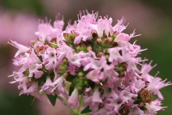 Makro Oregano Auf Den Steinstufen Heilpflanze Einem Ländlichen Rustikalen Garten lizenzfreie Stockfotos