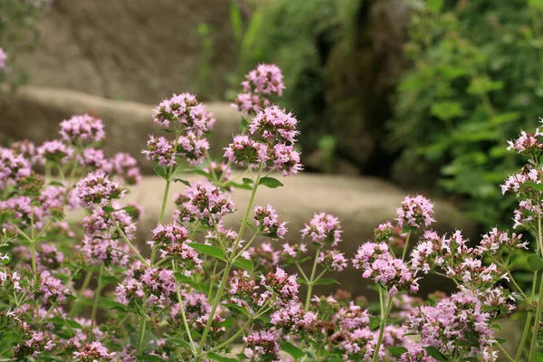 Macro Oregano Stenen Trap Genezende Plant Een Land Rustieke Tuin Stockafbeelding