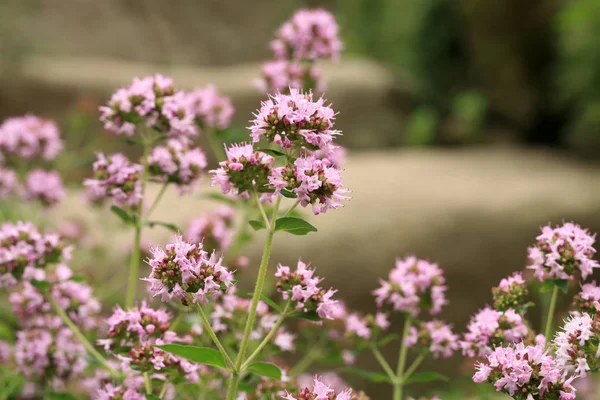 Macro Origano Sui Gradini Pietra Pianta Curativa Paese Giardino Rustico Foto Stock