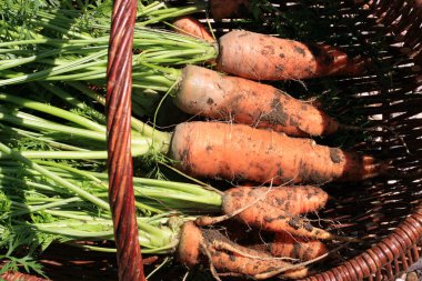 Organik havuç bir hasır sepet kırsal permakültür üzerinden. Ülke ev Bahçe.