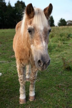 Yaşlı, emekli at haflinger Lehçe çiftlik çayır üzerinde