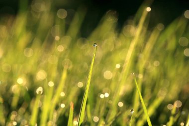 Çimenlerin üzerinde çiy damlaları. Sabah bahçede sıcak yaz gününde