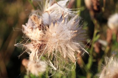 Çiçek açan thistle kabarık florets ile. Doğa soyutlama.