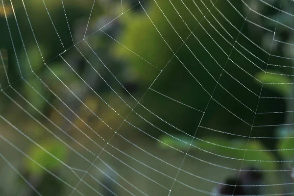 スパイダーウェブの液滴と朝の日差し 自然の美しさ マイクロワールド — ストック写真