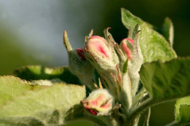 Köydeki bir meyve bahçesinde çiçek açan genç bir elma ağacı. Bahar Uyanışı.