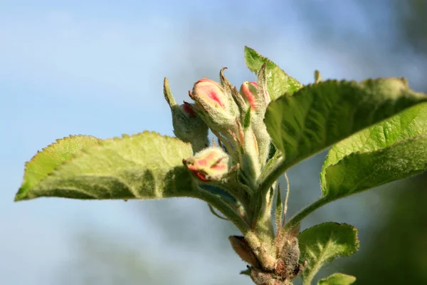 在村里的果园里盛开着盛开的小苹果树 春天醒来了 — 图库照片