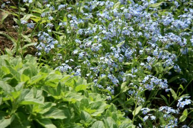 Bahar mevsiminin bahçesinde bir 