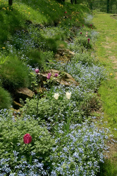 Trädgårdssammansättning Vårblommor Trädgård Landet Med Förgätmigej Tulpaner Och Andra Blommande — Stockfoto