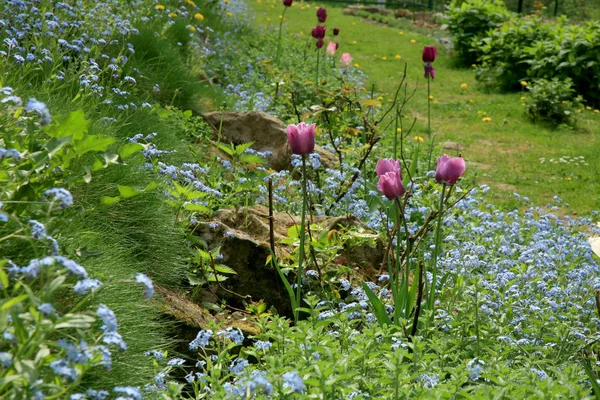 春の花の庭の組成 忘れられない私ではない チューリップや他の開花植物を持つカントリーガーデン — ストック写真