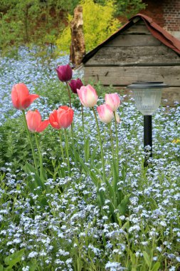Unutma beni, laleler ve köpek için eski bir köpek kulübesi. Kırsal bir bahçede çiçeklerin bahar kompozisyonu