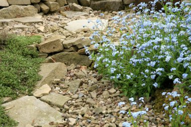 Bahar mevsiminin bahçesinde bir 