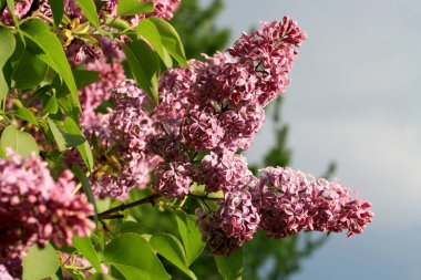 Çiçek açmış leylak çalısı. Ev bahçesinde ilkbahar çiçeği. 