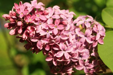 Çiçek açmış leylak çalısı. Ev bahçesinde ilkbahar çiçeği. 