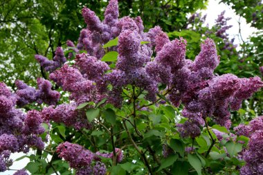 Çiçek açmış leylak çalısı. Ev bahçesinde ilkbahar çiçeği. 