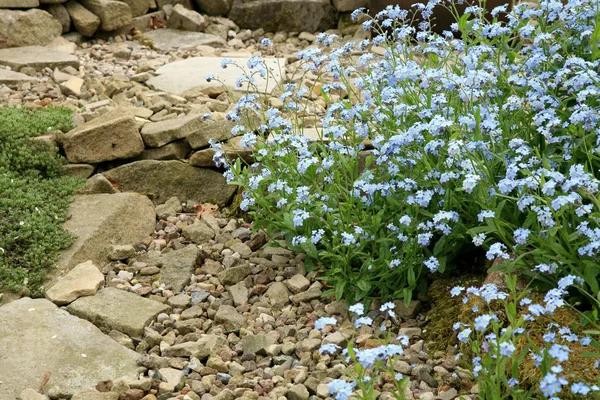 春のホームガーデンで忘れられない私のフィールド 蜂のタンパク質食品である最初の花粉の源ですミツバチのタンパク質食品です — ストック写真