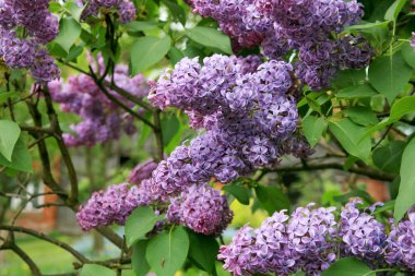 Çiçek açmış leylak çalısı. Ev bahçesinde ilkbahar çiçeği. 