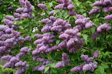 Çiçek açmış leylak çalısı. Ev bahçesinde ilkbahar çiçeği. 