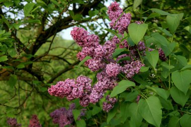 Çiçek açmış leylak çalısı. Ev bahçesinde ilkbahar çiçeği. 