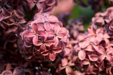 Çiçek açmış leylak çalısı. Ev bahçesinde ilkbahar çiçeği. 
