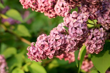 Çiçek açmış leylak çalısı. Ev bahçesinde ilkbahar çiçeği. 
