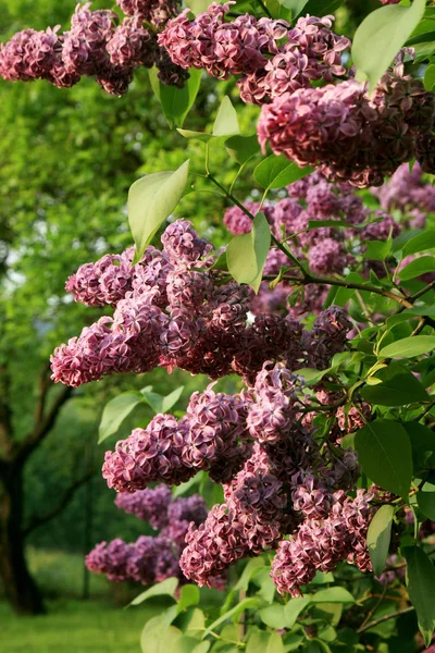 Çiçek açmış leylak çalısı. Ev bahçesinde ilkbahar çiçeği. 