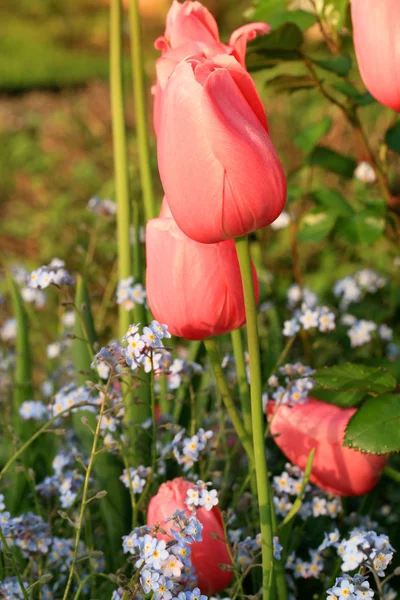 Zahradní Složení Jarních Květin Venkovská Zahrada Pomněnkami Tulipány Jinými Kvetoucími — Stock fotografie