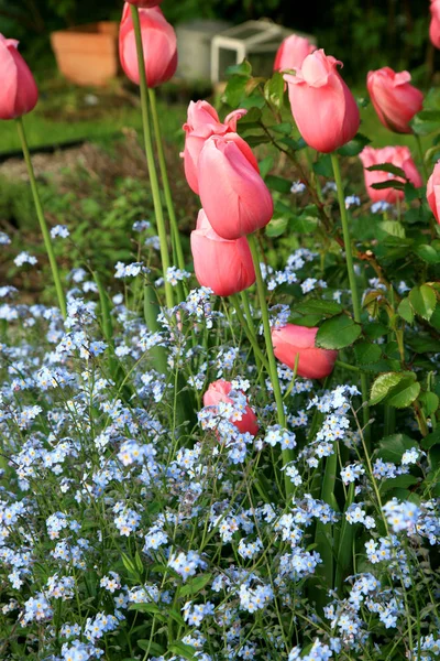 Zahradní Složení Jarních Květin Venkovská Zahrada Pomněnkami Tulipány Jinými Kvetoucími — Stock fotografie
