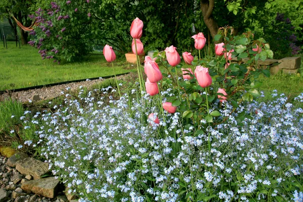 Zahradní Složení Jarních Květin Venkovská Zahrada Pomněnkami Tulipány Jinými Kvetoucími — Stock fotografie